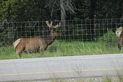 10 - Bow Lake  - IMG_0867